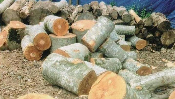 Şimal bölgəsində tədarük olunan oduncağın miqdarı AÇIQLANDI