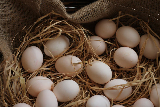 Yumurtanın bahalaşmasının səbəbi nədir?